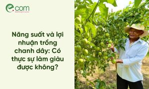 Năng Suất Chanh Dây