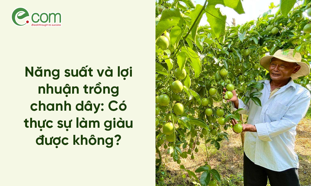 Năng Suất Chanh Dây