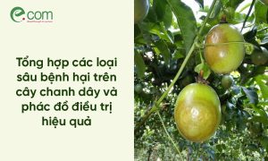 Sâu Bệnh Hại Chanh Dây