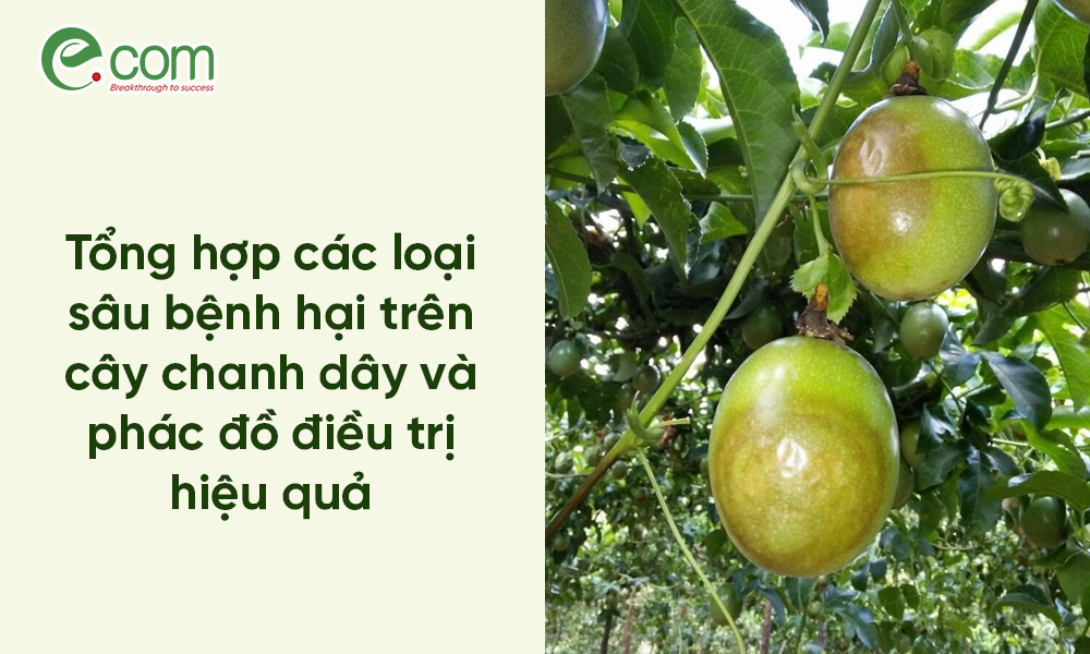 Sâu Bệnh Hại Chanh Dây