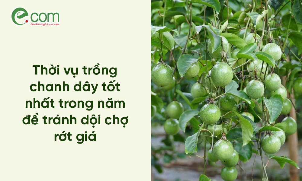 Thời Vụ Trồng Chanh Dây