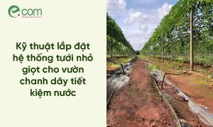 Tưới Nhỏ Giọt Chanh Dây