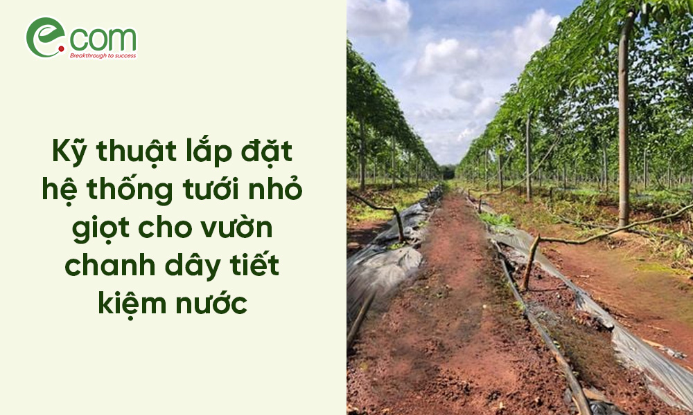 Tưới Nhỏ Giọt Chanh Dây