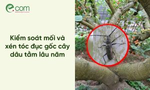 Xén Tóc Hại Dâu Tằm