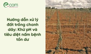 Xử Lý Đất Trồng Chanh Dây