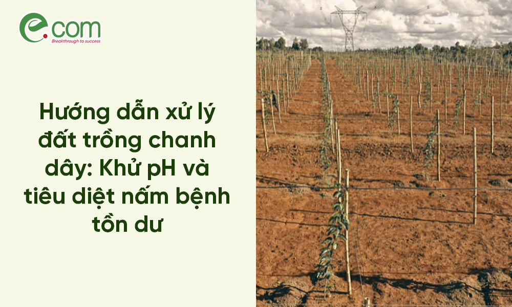 Xử Lý Đất Trồng Chanh Dây