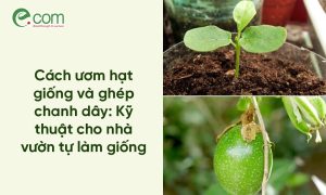 ghép chanh dây