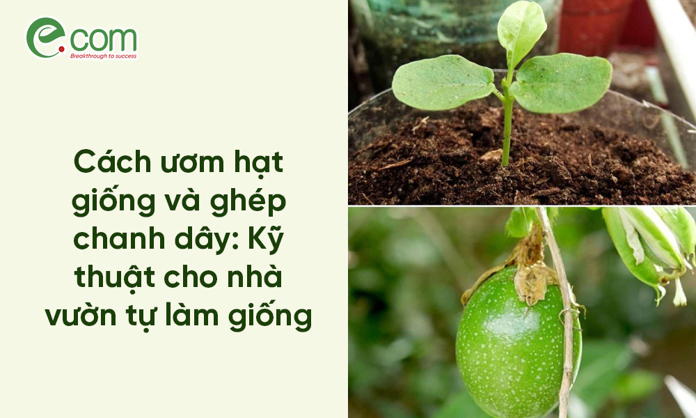 ghép chanh dây