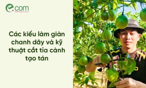 làm dàn chanh dây