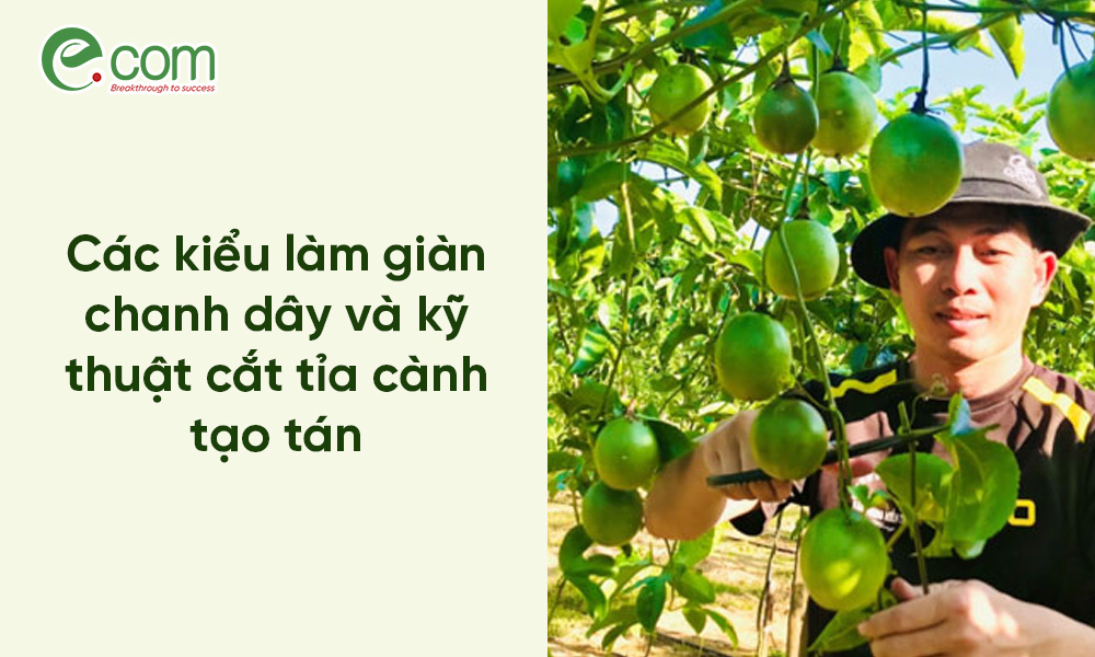 làm dàn chanh dây