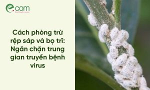 rệp sáp hại chanh dây