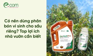 phân bón vi sinh sầu riêng