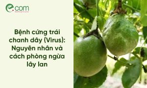 Bệnh Cứng Trái Chanh Dây