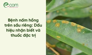 Bệnh nấm hồng trên sầu riêng