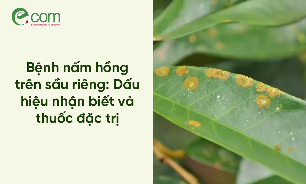 Bệnh nấm hồng trên sầu riêng