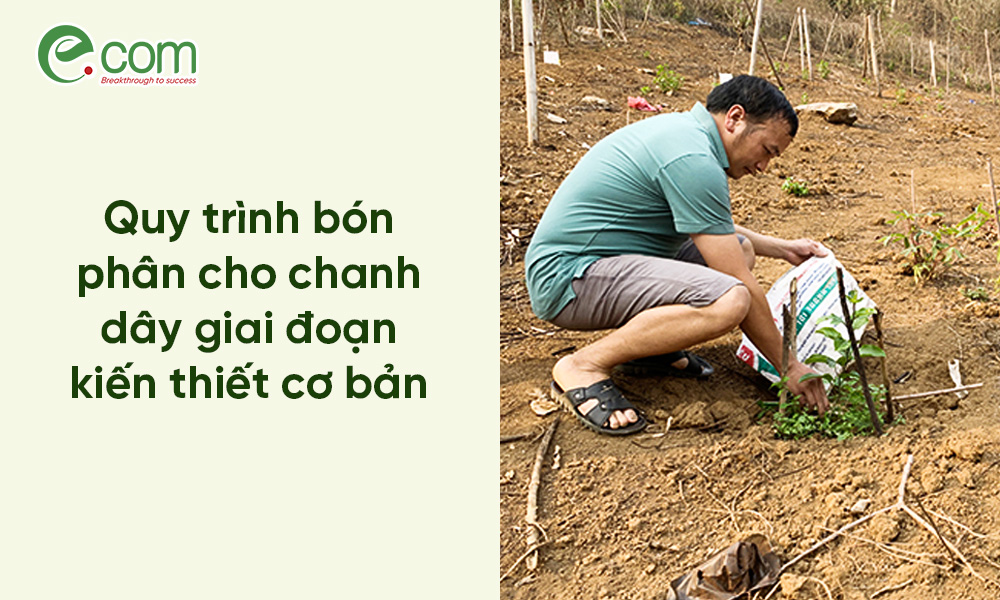 Bón Phân Chanh Dây