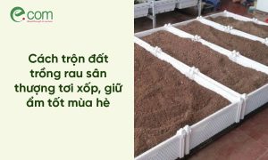 Cách Trộn Đất Trồng Rau