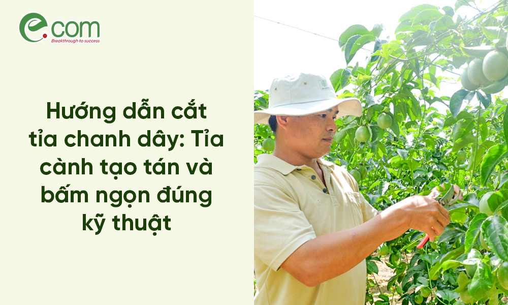 Cắt Tỉa Chanh Dây