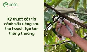Cắt Tỉa Sầu Riêng