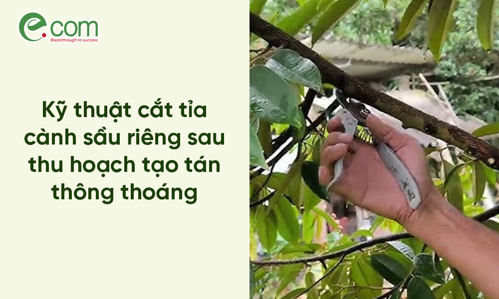 Cắt Tỉa Sầu Riêng