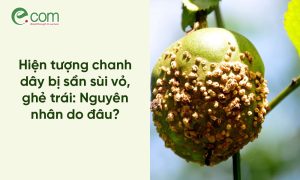 Chanh Dây Bị Sần Sùi Vỏ