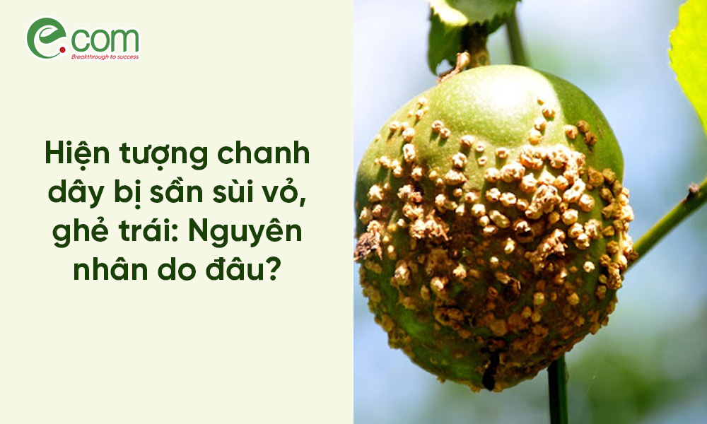 Chanh Dây Bị Sần Sùi Vỏ