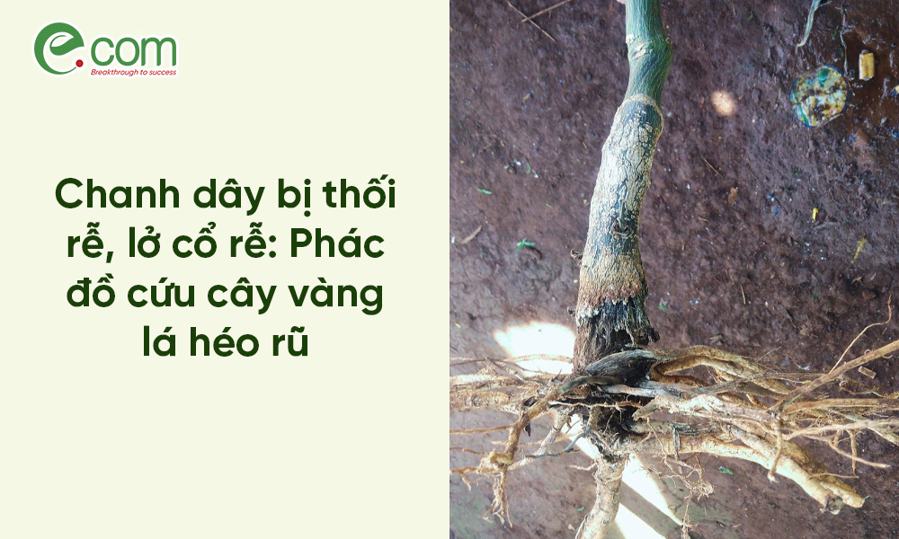 Chanh Dây Bị Thối Rễ