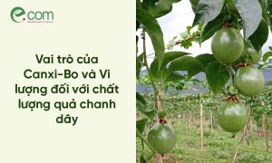 Chanh Dây Thiếu Vi Lượng