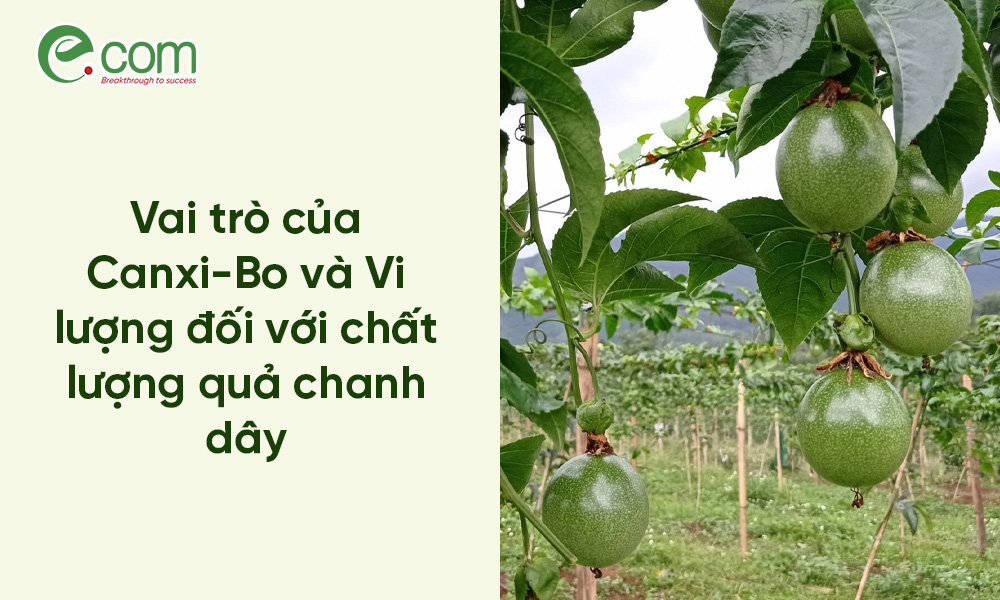 Chanh Dây Thiếu Vi Lượng