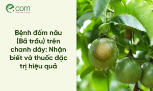 Bệnh Đốm Nâu Chanh Dây