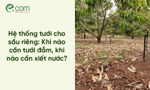 tưới cho sầu riêng