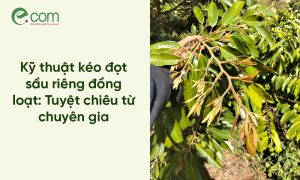 Kéo Đọt Sầu Riêng