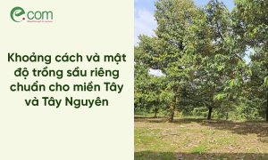 Khoảng Cách Trồng Sầu Riêng