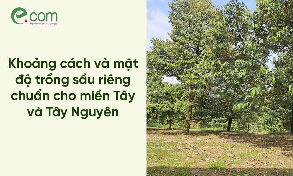 Khoảng Cách Trồng Sầu Riêng
