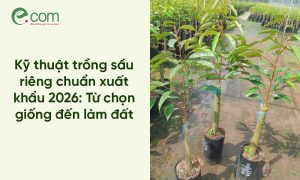 Kỹ Thuật Trồng Sầu Riêng 2026