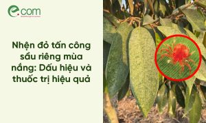 Nhện Đỏ Sầu Riêng