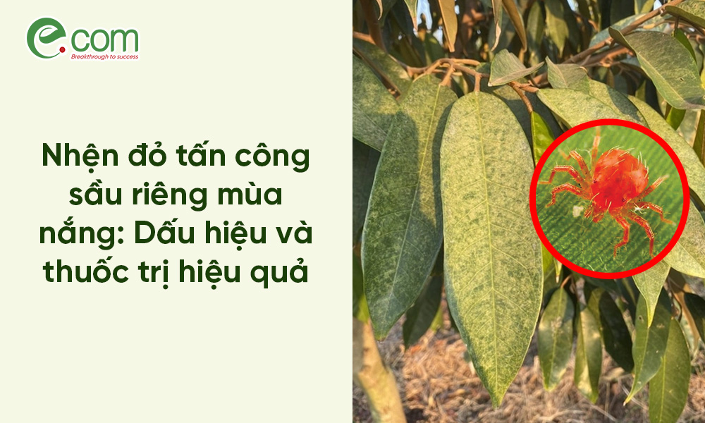 Nhện Đỏ Sầu Riêng