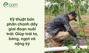 Nuôi Trái Chanh Dây