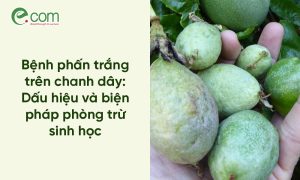 Phấn Trắng Chanh Dây
