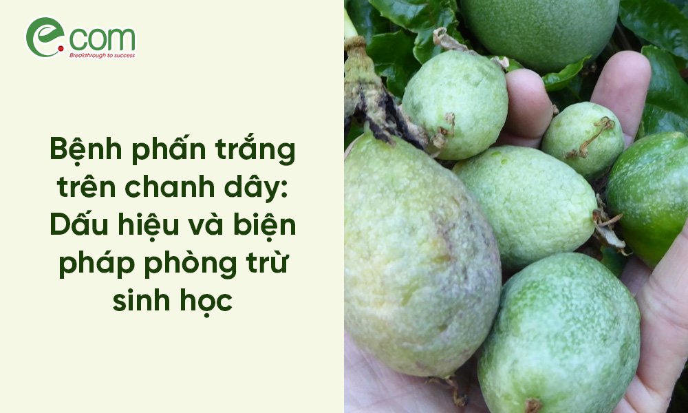 Phấn Trắng Chanh Dây