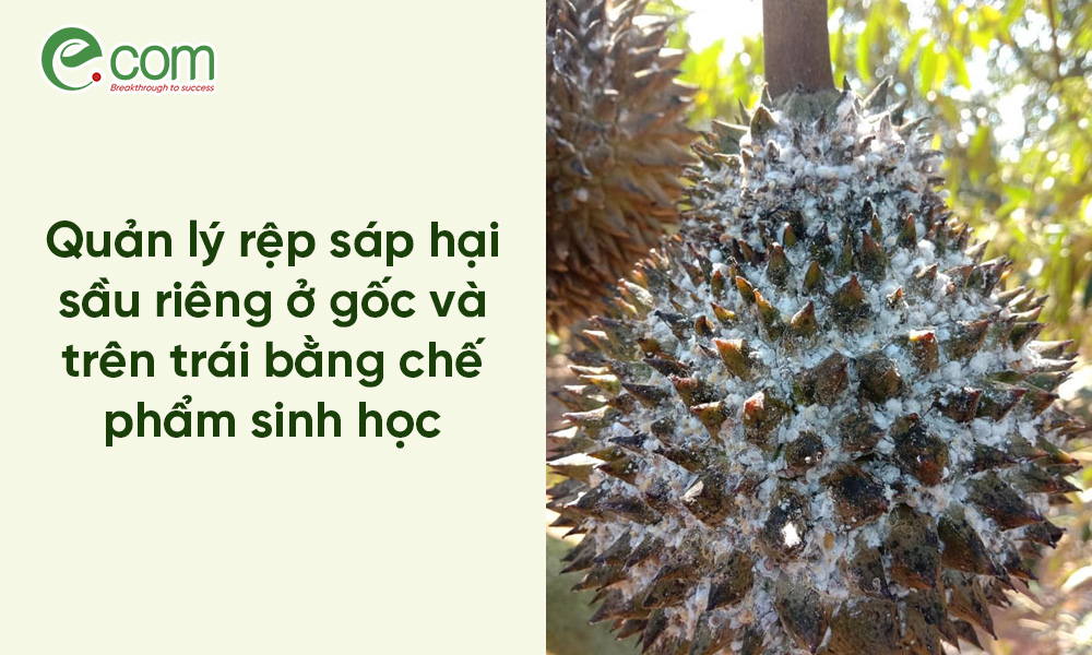 Rệp Sáp Sầu Riêng