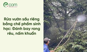 Rửa Vườn Sầu Riêng