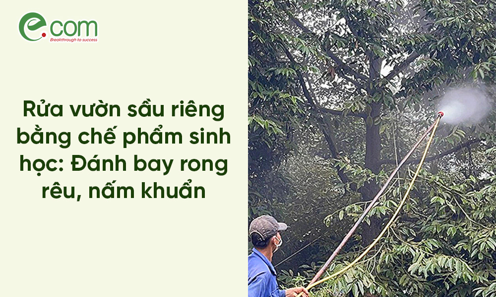 Rửa Vườn Sầu Riêng