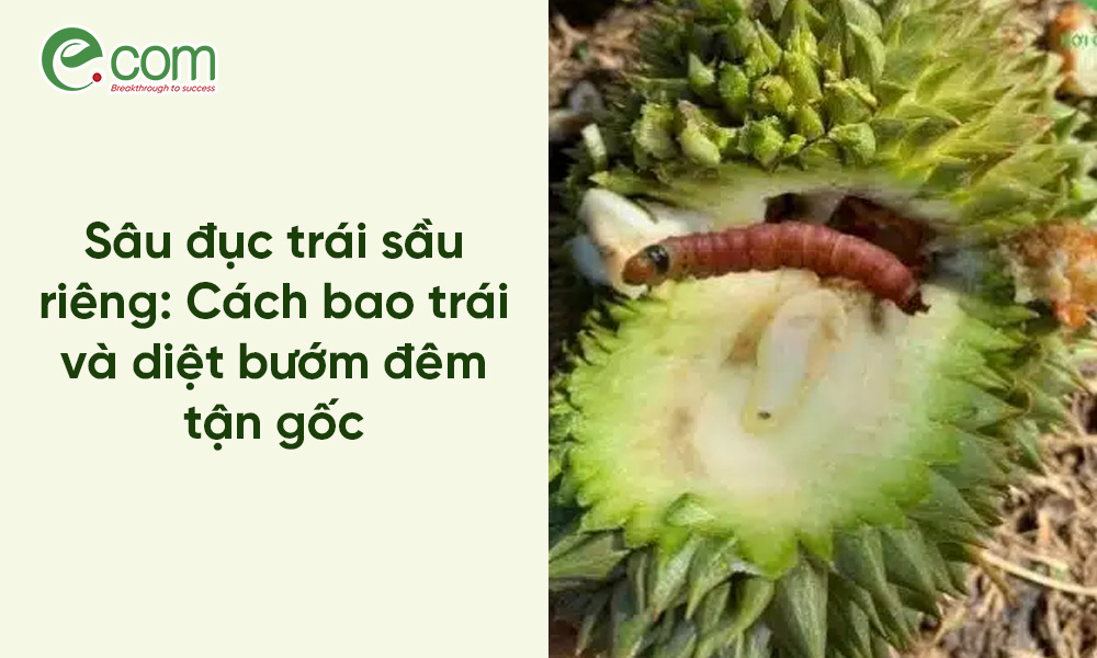 Sâu Đục Trái Sầu Riêng