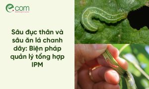 Sâu đục thân chanh dây