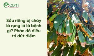 Sầu riêng bị cháy lá