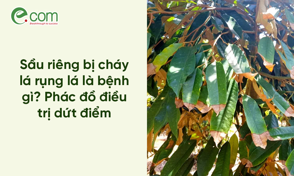 Sầu riêng bị cháy lá