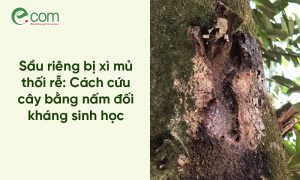 Sầu riêng bị xì mủ