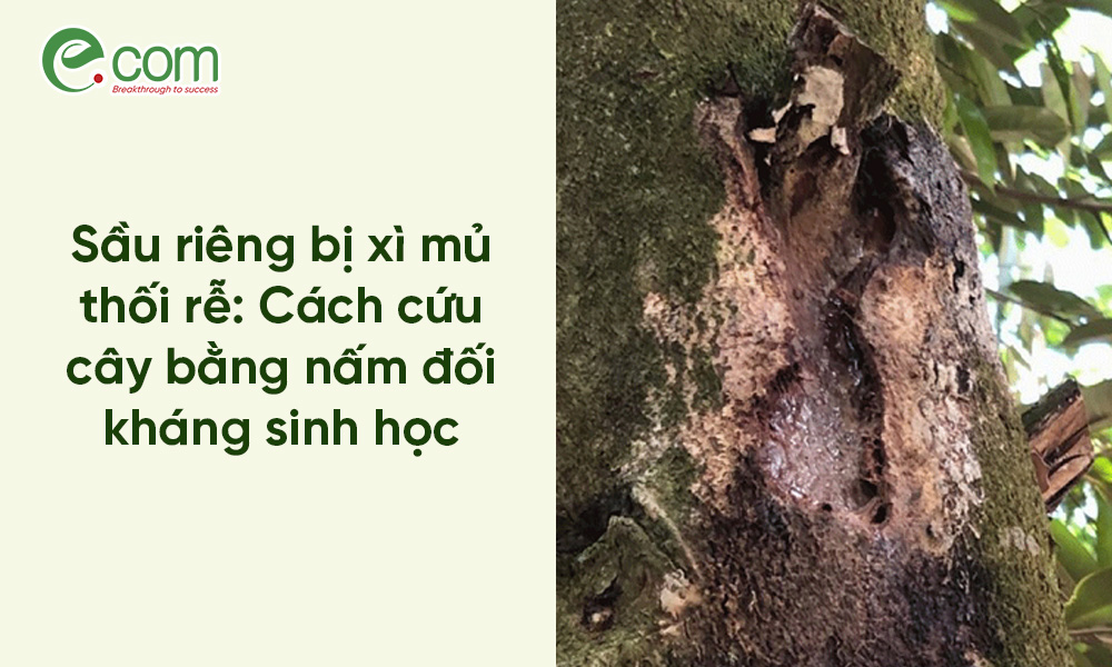 Sầu riêng bị xì mủ
