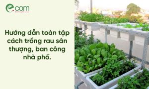 Trồng Rau Sạch